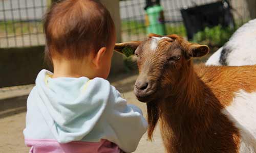 goat and child