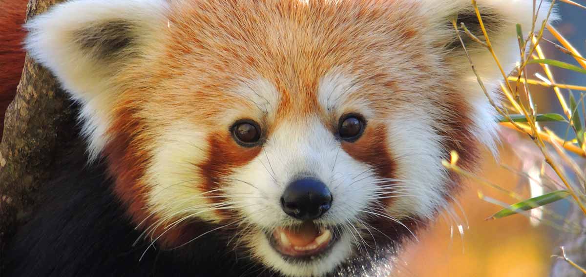 Zoo New England Franklin Park Zoo and Stone Zoo