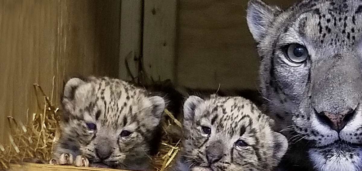 Zoo New England Franklin Park Zoo and Stone Zoo