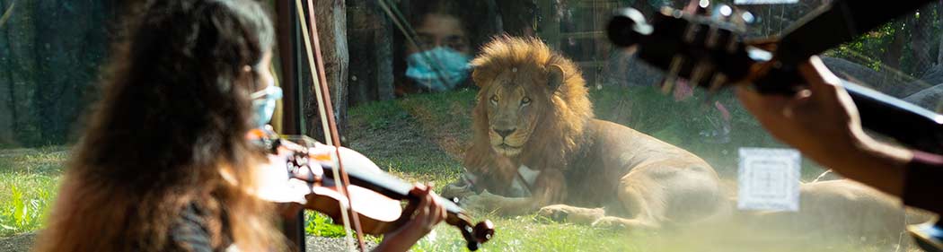 Berklee musician playing for the lion