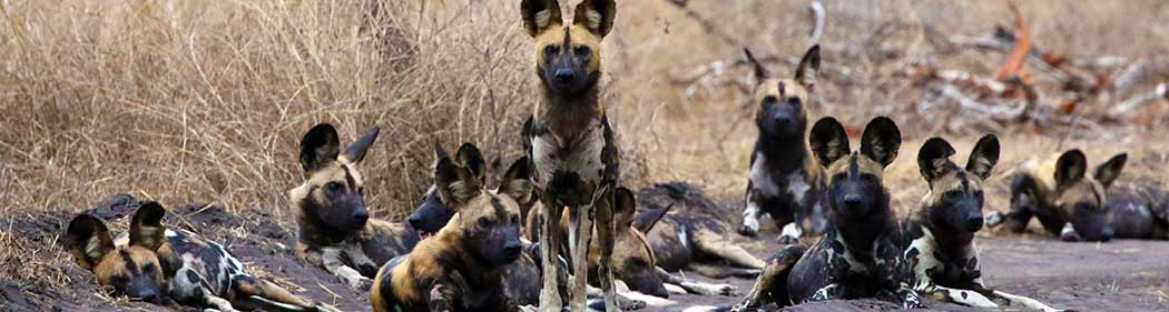 pack of African painted dogs
