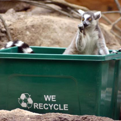 ring-tailed lemur in recycle bin