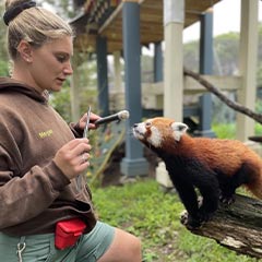 zookeeper training red panda