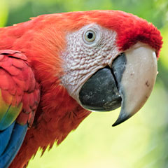 Macaw Box (2)