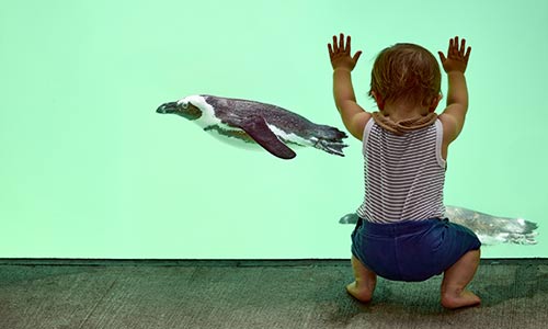child looking at African penguins from underwater viewing window