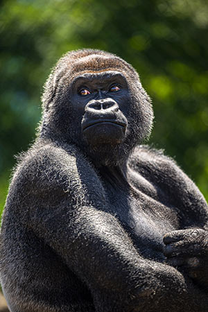Western lowland gorilla Little Joe will soon move to new home Western lowland gorilla Little Joe will soon move to new home