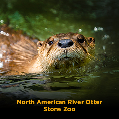 North American River Otter