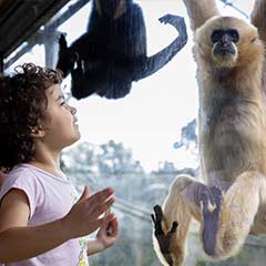 child and gibbons