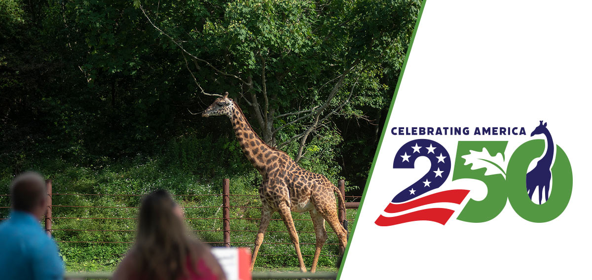250 logo overlaying photo of guests watching a giraffe