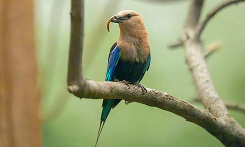 blue-bellied roller
