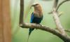 blue-bellied roller