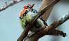 red and yellow barbet