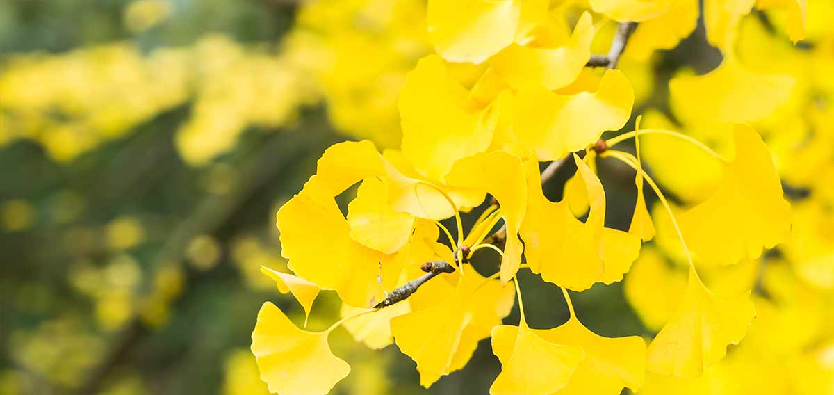 Ginkgo bilboa tree