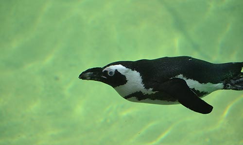 African penguin swimming