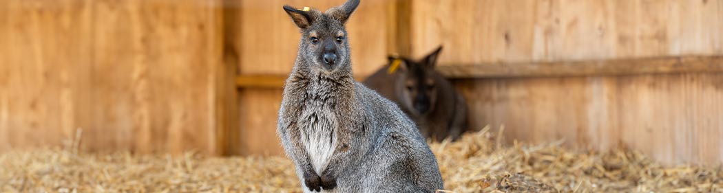 wallaby