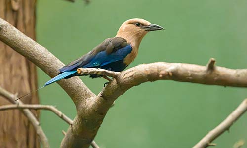 blue-bellied roller