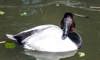 canvasback duck