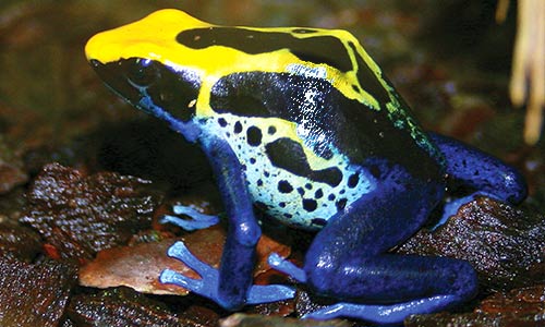 Dyeing Poison Dart Frog | Stone Zoo