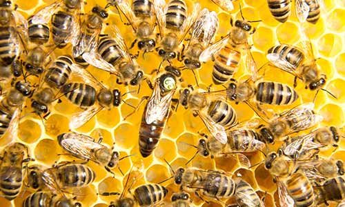 Honeybees Gallery
