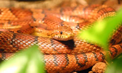 Cornsnake Gallery