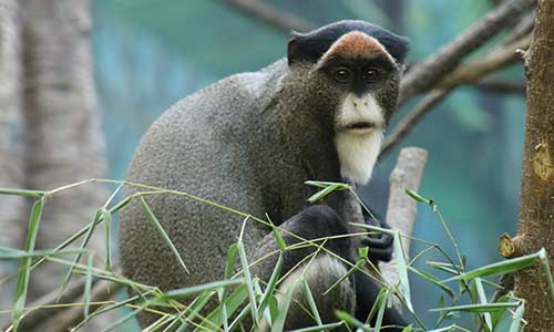 De Brazza's Monkey | Franklin Park Zoo