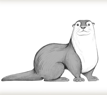 how to draw an otter