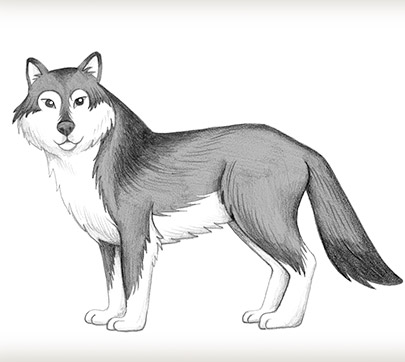 How To Draw Wolf - Easy Wolf Drawing, HD Png Download , Transparent Png  Image - PNGitem