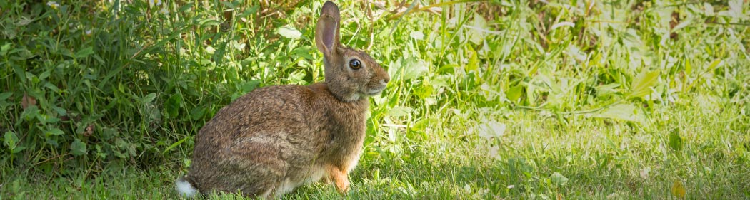 cottontail rabbit