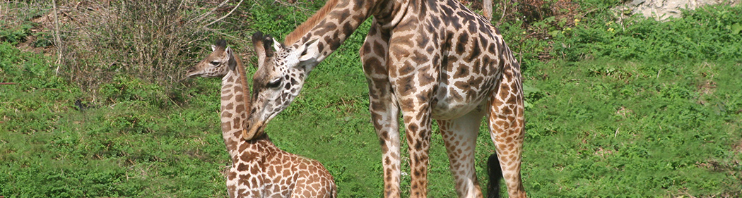 giraffe mother nuzzles her calf