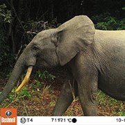 Elephantexpedition Box