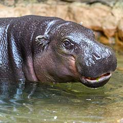pygmy hippo swimming