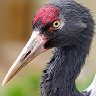 black-necked crane