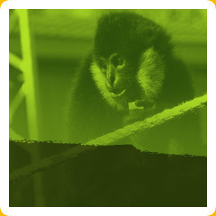 gibbon