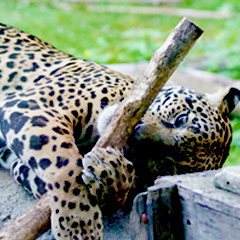 jaguar with enrichment