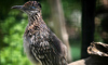 roadrunner