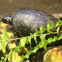 spotted turtle