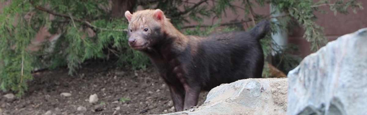 Plan a Visit to Stone Zoo in Stoneham, MA | Zoo New England