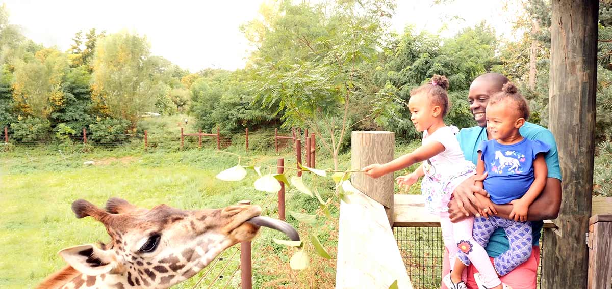 guests feeding giraffe