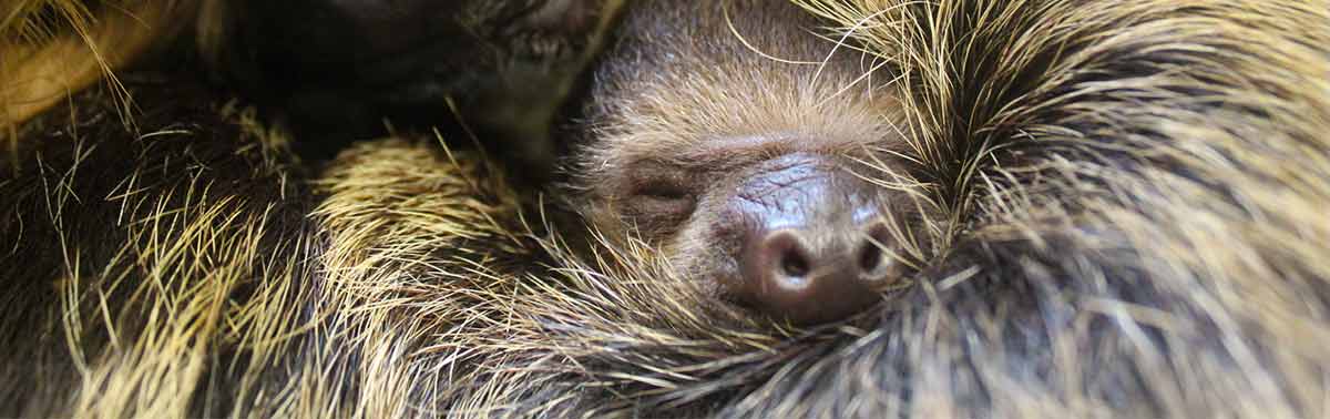 Plan a Visit to Stone Zoo in Stoneham, MA | Zoo New England