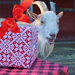 goat with a gift
