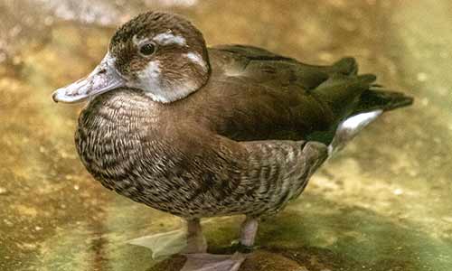 ringed teal