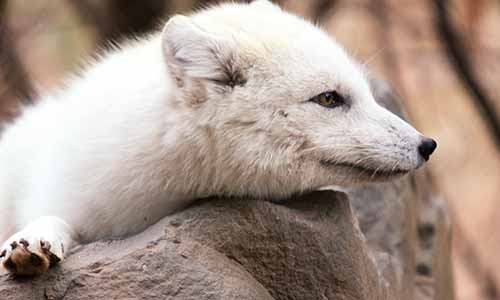 Arctic Fox | Stone Zoo