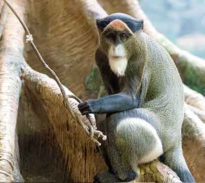 De Brazza's monkey