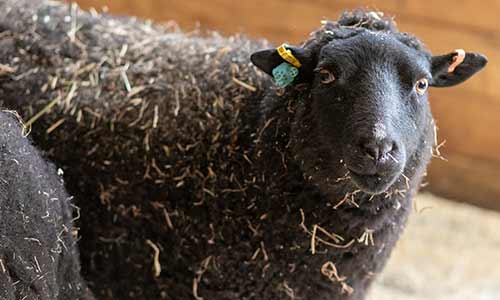 【特注品】wagnus Aqualice Sheep black coat American Black Welsh Mountain Sheep | Franklin Park Zoo