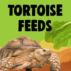 tortoise feeds