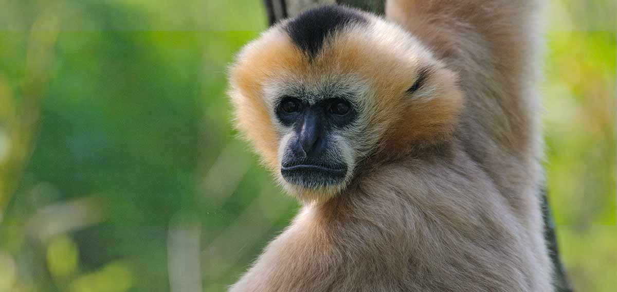 gibbon