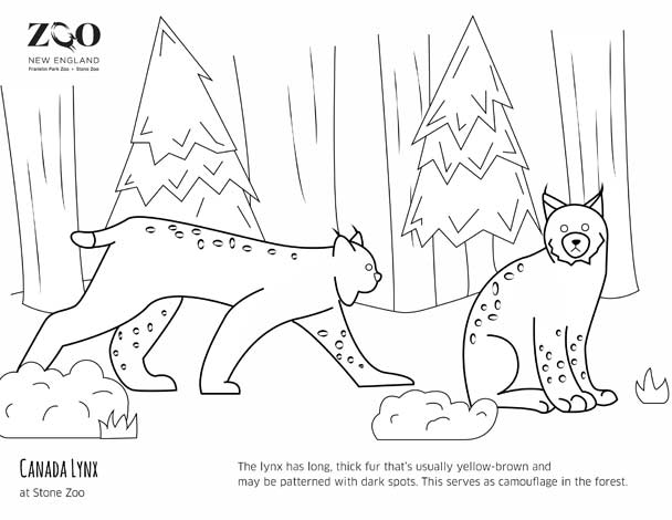 Zoo New England | Coloring Pages