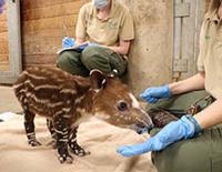 male tapir