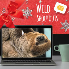 wild shoutouts