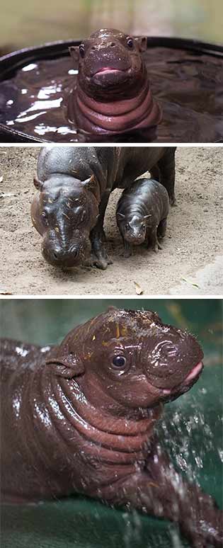 Hip, hippo, hooray! Franklin Park Zoo invites the public to help name pygmy  hippo calf